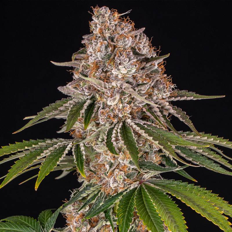 cookie casket barneys farm(