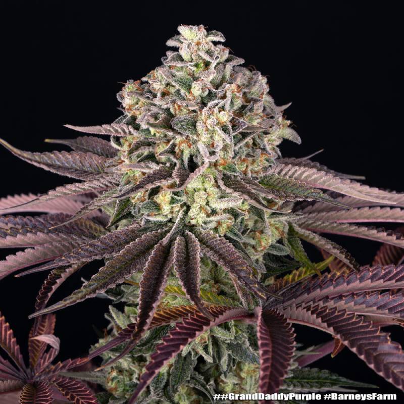 grand daddy purple barneys farm