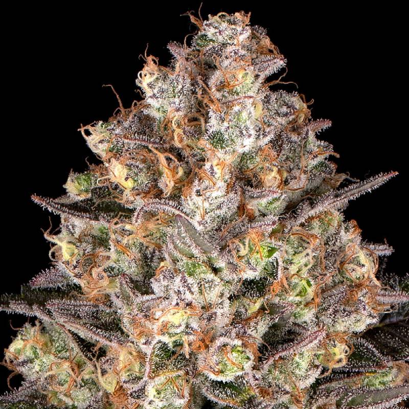 hindu kush barneys farm