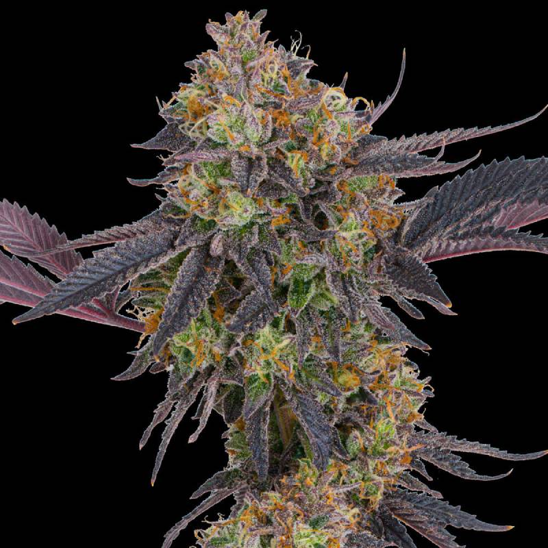 tropicana cherry barneys farm