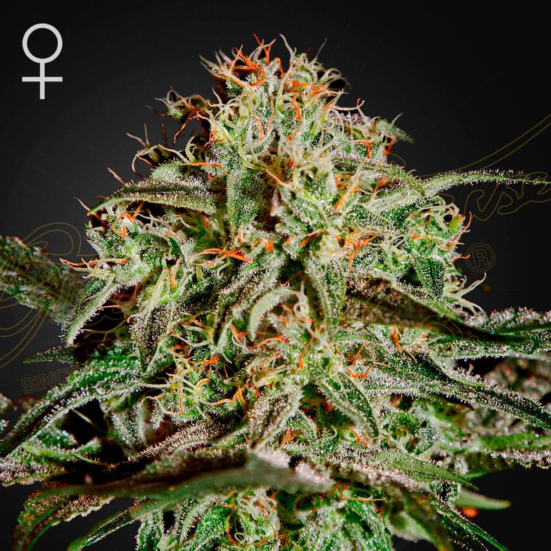 A.M.S.. green house seeds