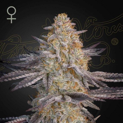 Air Lemon green house seeds