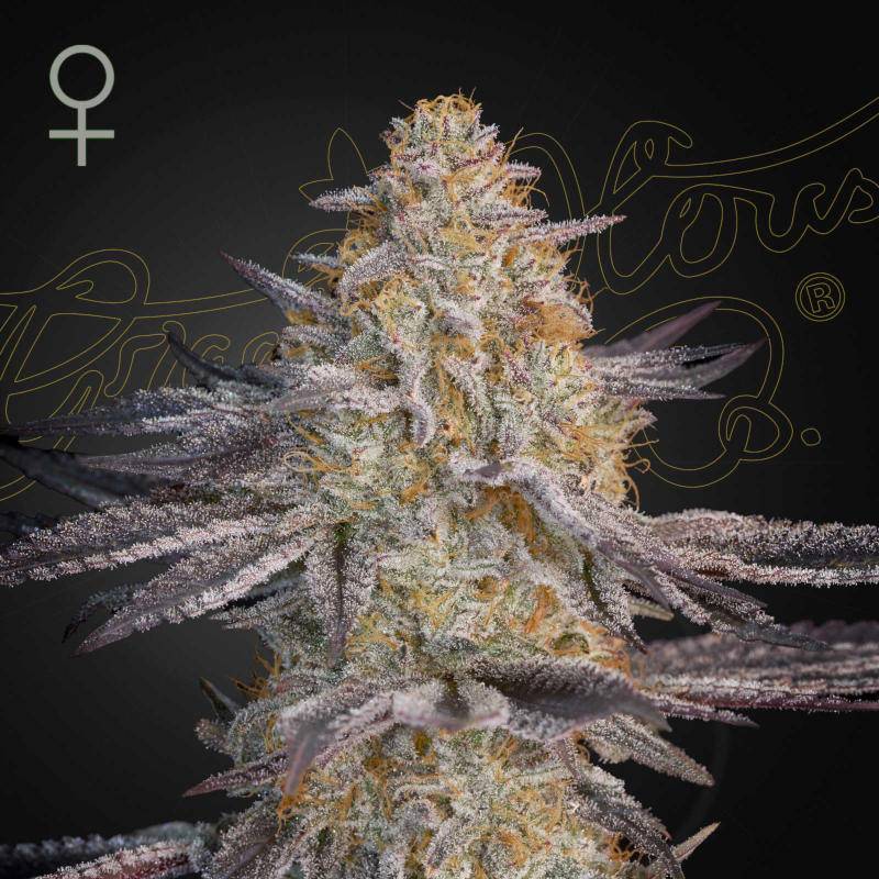 Air Lemon green house seeds