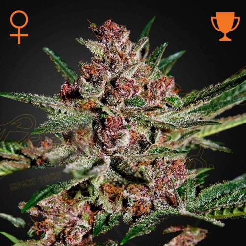 Bubba Kush green house seeds