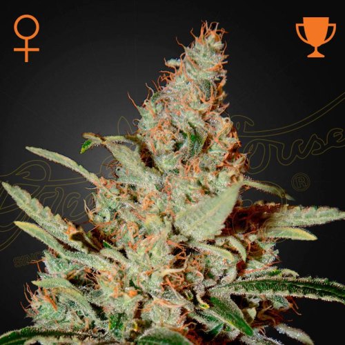 Chemdog green house seed
