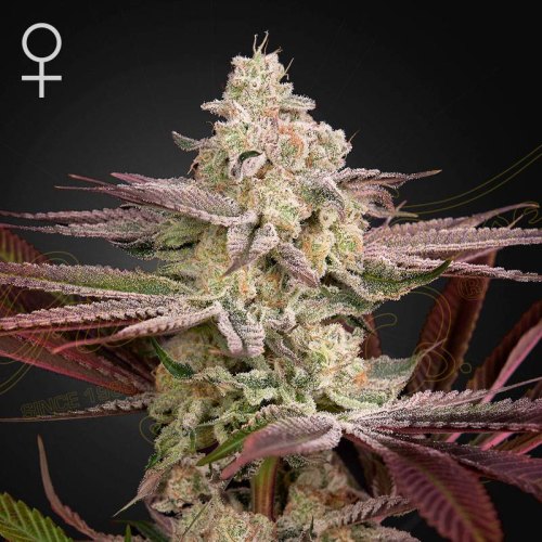 Chemical Bride Green house seeds