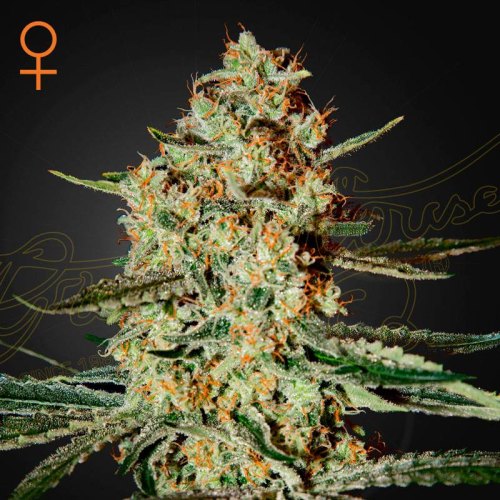 Himalaya Gold green house seeds