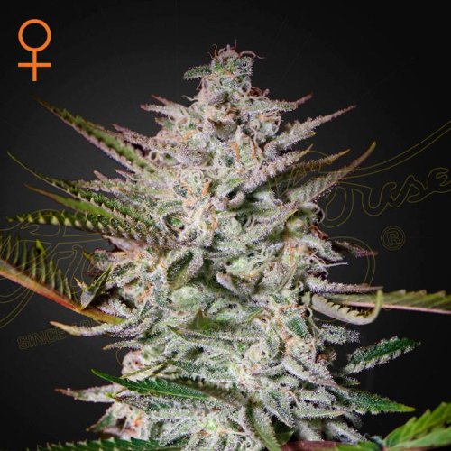 Holy Punch green house seeds