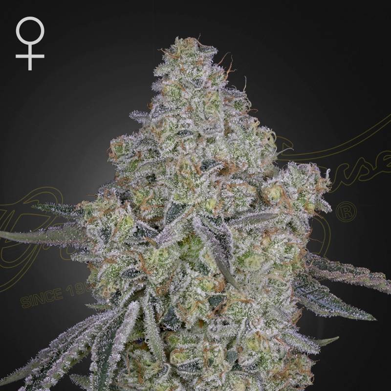 Honey Dipper green house seeds(1)