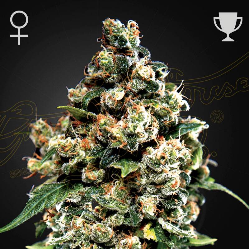 40 % SATIVA – 60 % INDICA THC: 20,94 % CBD: 0,12 % CBN: 0,04 % Genetika Haze x Red Skunk. Učinki Močan učinek na telo in um; kompleksen in zelo dolgotrajen. Medicinsko učinkovit pri lajšanju bolečin in spodbujanju apetita. Cvetenje v zaprtih prostorih 8 tednov, s pridelkom do 800 g/m². Zelo primerna za gojenje po metodah SoG in SCRoG. Cvetenje na prostem Dozori do konca septembra (severna polobla). Pridelek lahko doseže 1200 g na rastlino. Opis Sorta Jack Herer je bila ustvarjena v čast istoimenskemu aktivistu za legalizacijo konoplje in piscu. Kot zmagovalka številnih tekmovanj High Times Cannabis Cup velja za eno najbolj znanih sort konoplje – ob boku sortama Haze in Skunk, ki sta v 80. in 90. letih postavili temelje te scene. Zaradi izjemno kompleksnega in posebnega okusa ter neverjetnega učinka je postala nepogrešljiv del scene v Amsterdamu in ZDA. Jack Herer je čudovita, visoka rastlina z obliko božičnega drevesca, značilno za sorte Haze; ima močne veje, ki nosijo dolga socvetja, polna bleščečih trihomov. Cvetovi niso najbolj kompaktni, vendar se mesta rasti pojavljajo po vsej rastlini, ki je v določenih pogojih vse do stebla prekrita s trihomi, kar zagotavlja zelo močan psihoaktiven učinek. Vonj sorte Jack Herer je kompleksen šopek lesnih in borovih not, podedovanih od starša Haze – tisti značilni lesni vonj, ki spominja na kadilo ali cerkev, v kombinaciji s sladkobo sorte Skunk in skoraj kovinskim priokusom ob izdihu. Gre za kompleksno, a čudovito in zadovoljujočo sorto za kajenje, katere učinki so močni tako za telo kot za um in trajajo zelo dolgo. Najbolj izraženi terpeni so terpinolen, α-pinen in β-kariofilen. Nagrade Preštevilne za naštevanje.