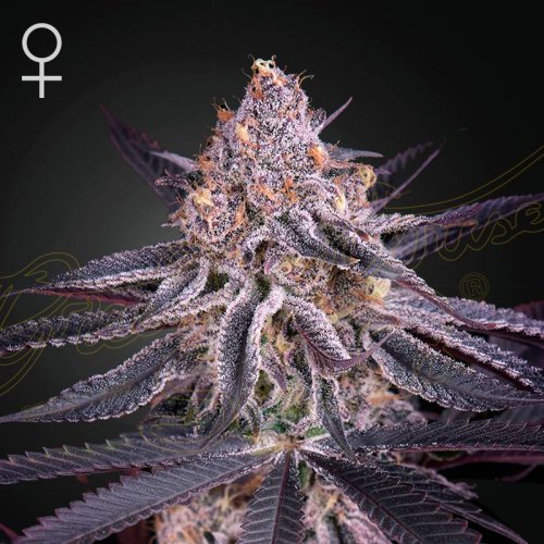 King's Juice green house seed