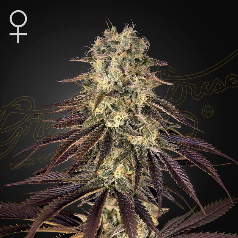 Kongs Krush green house seeds