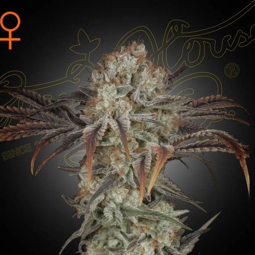 Money Maker green house seeds