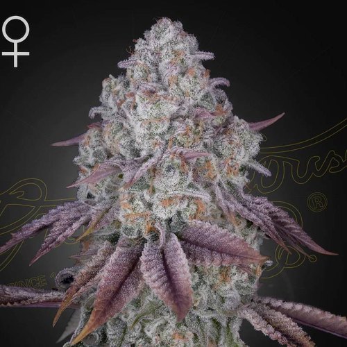 Persian pie green house seeds