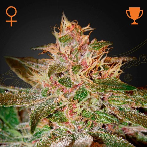 Pure Kush green house seeds