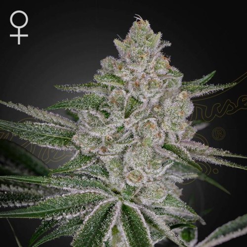 Shishka Lemonade green house seeds