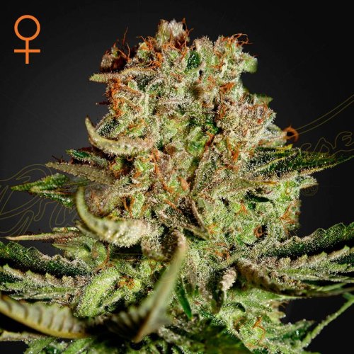 Super Bud green house seeds