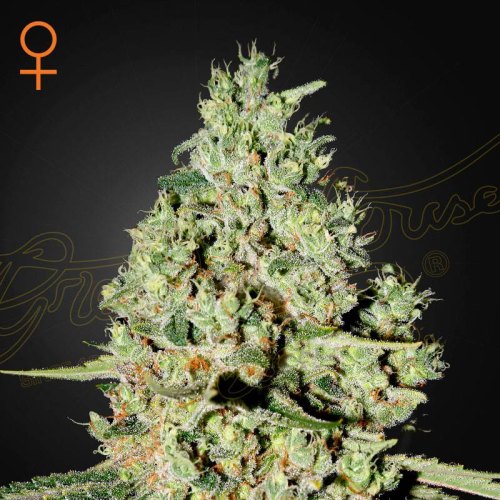 Super Critical green house seeds