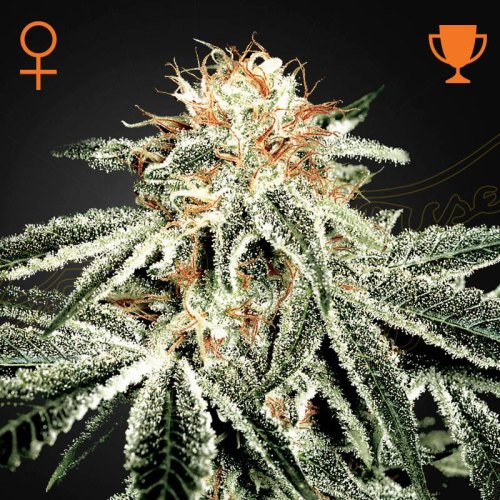 White Widow green house seeds