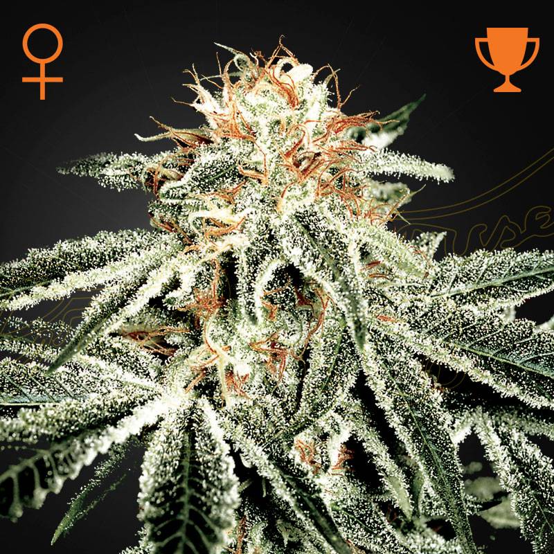 White Widow green house seeds