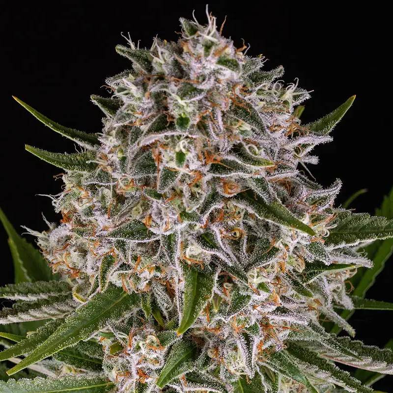 lemon haze auto barneys farm