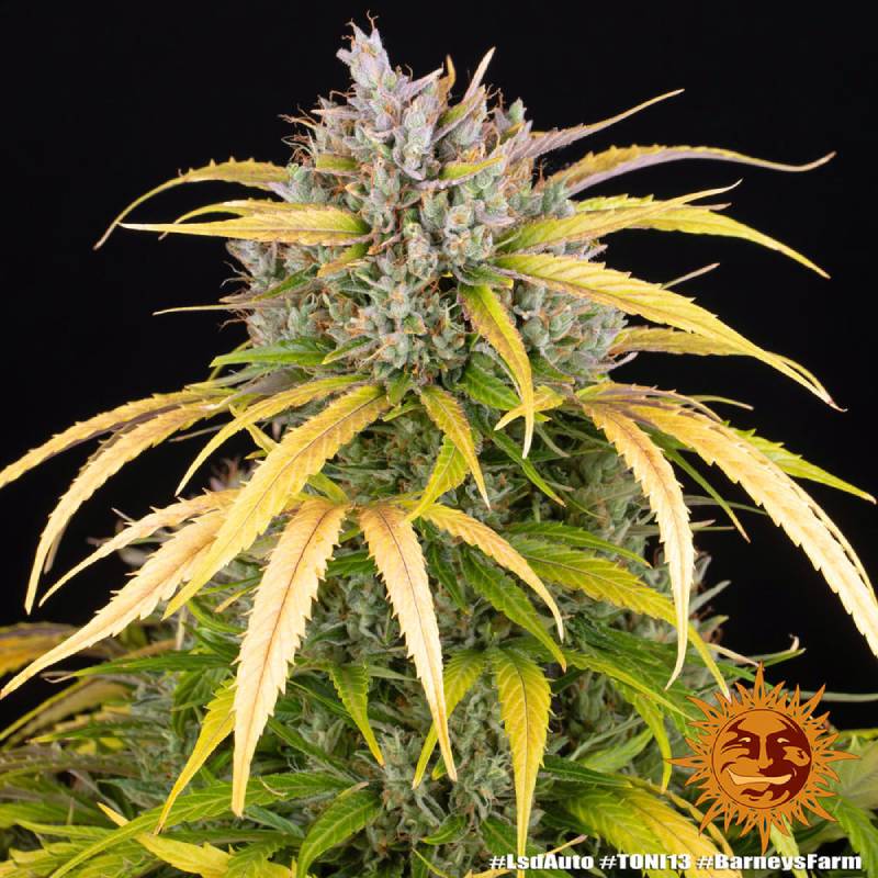 lsd auto barneys farm