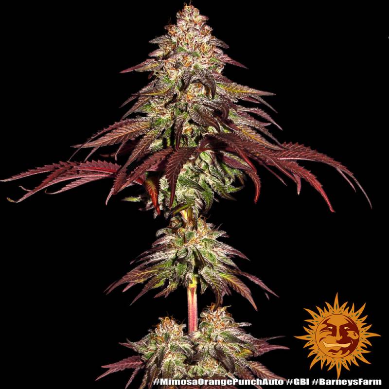 mimosa x orange punch auto