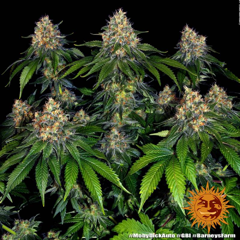 moby dick auto barneys farm