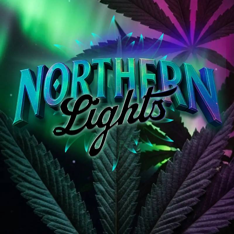 northern lights barneys farm