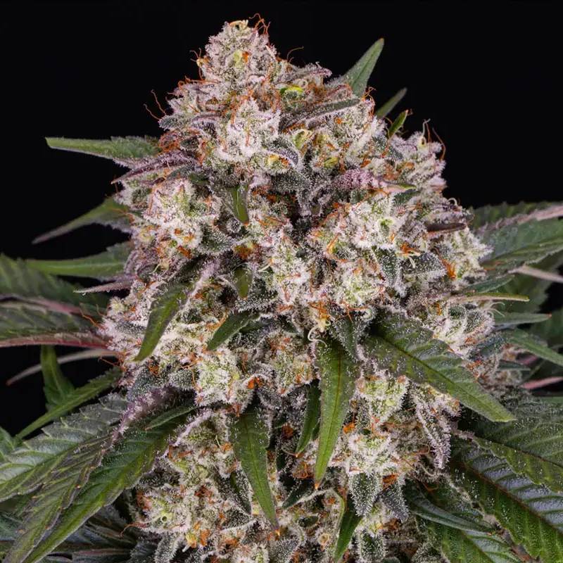og kush auto barneys farm