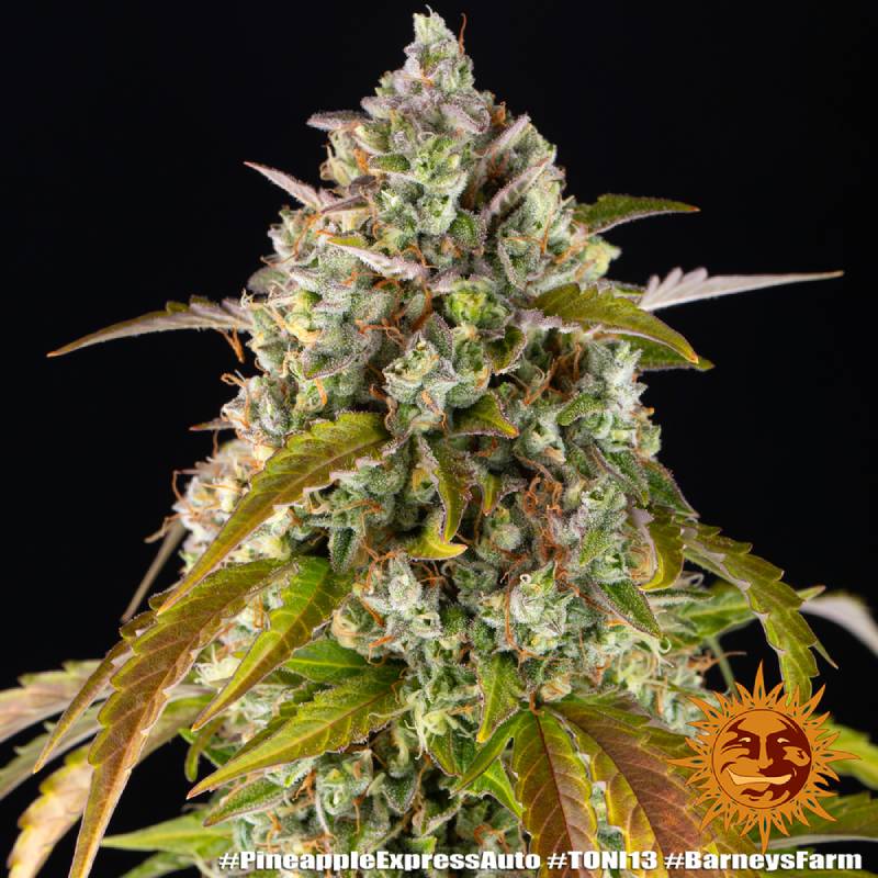 pineapple express auto barneys farm