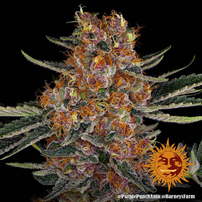 purple punch auto barneys farm