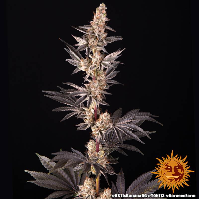 rs11 x banana barneys farm