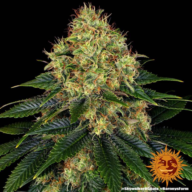 skywalker og auto barneys farm