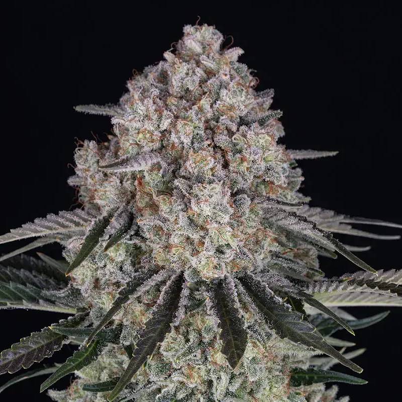 sour diesel auto barneys farm