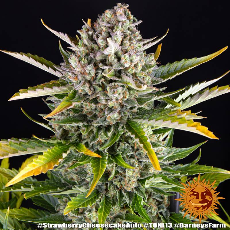 strawberry cheesecake auto barneys farm