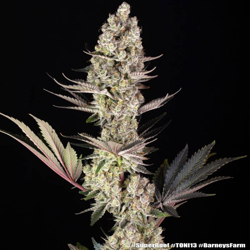 super boof barneys farm