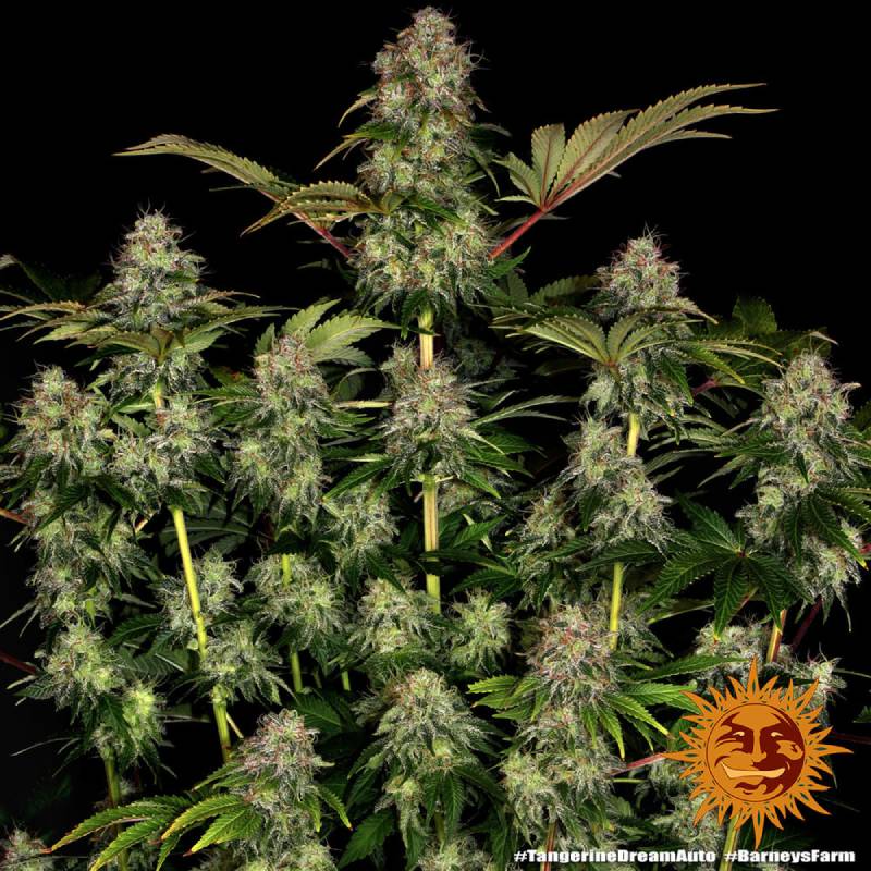 tangerine dream auto barneys farm(