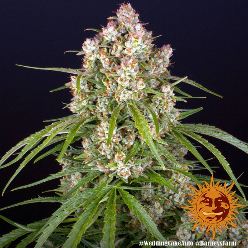 wedding cake auto barneys farm(1)