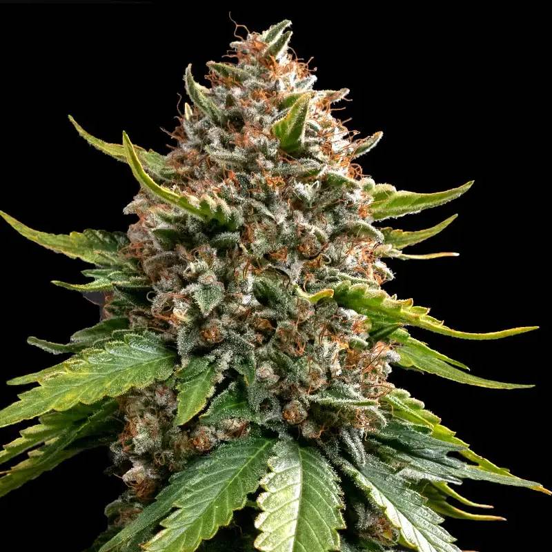 white widow xxl auto barneys farm