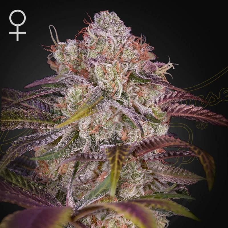 Gran Jefa green house seed(1)