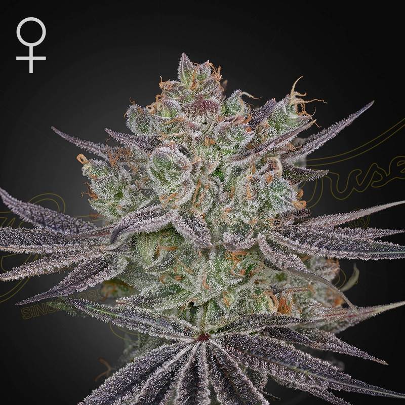 Papaya Sour Spritz green house seeds(1)