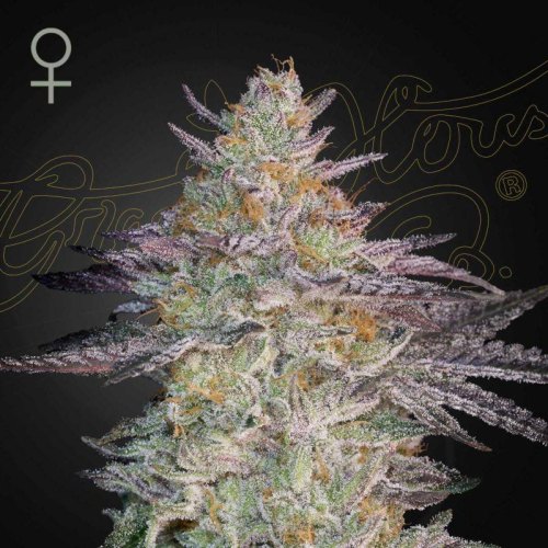 Super Banana Mango green house seed(1)