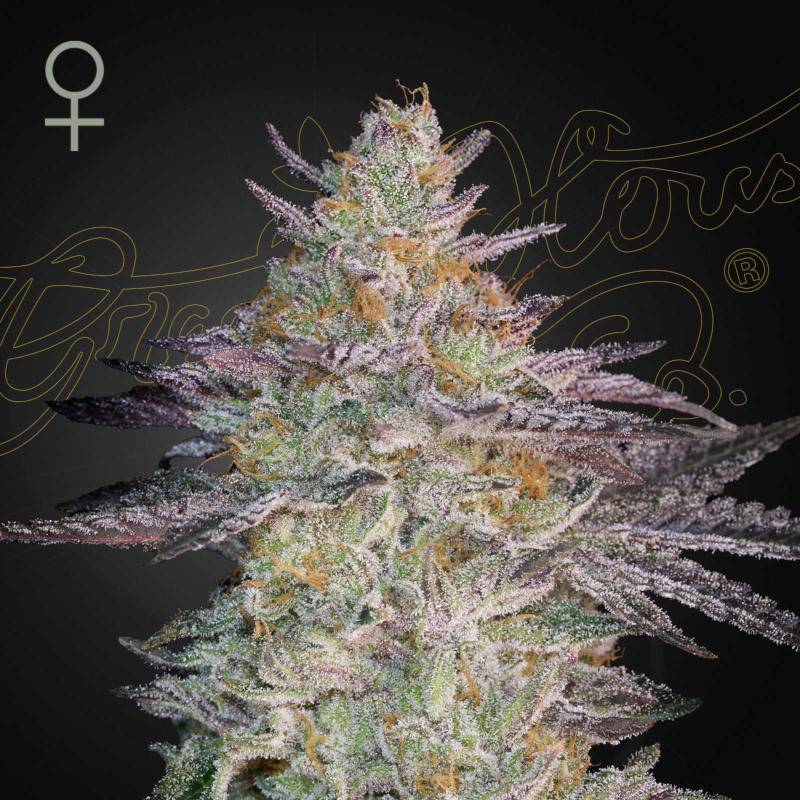 Super Banana Mango green house seed(1)