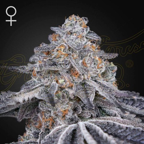 Velvet Moon green house seed(1)