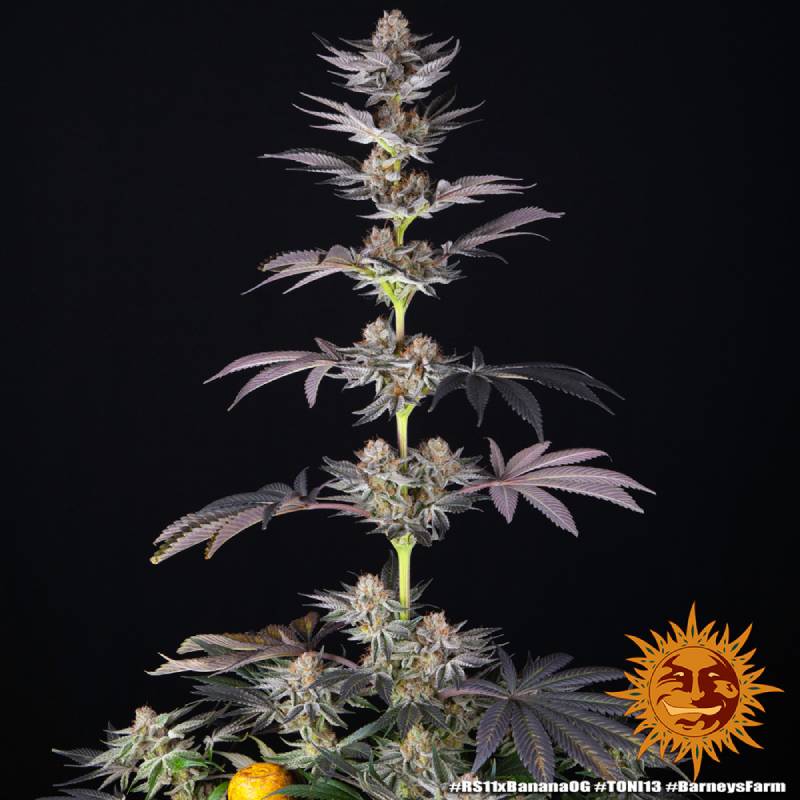 rs11-x-banana-og barneys farm