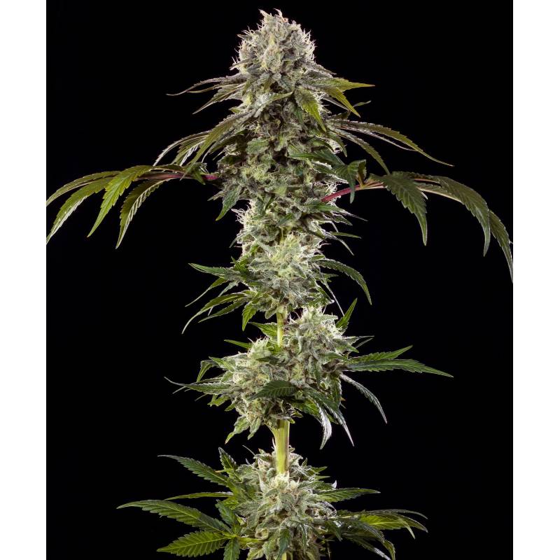zoom__durban-poison barneys farm